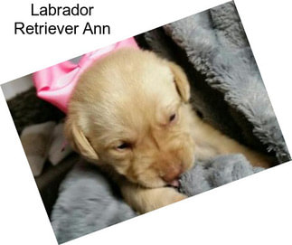 Labrador Retriever Ann
