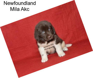 Newfoundland Mila Akc