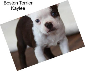 Boston Terrier Kaylee