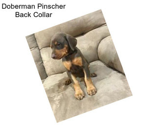 Doberman Pinscher Back Collar