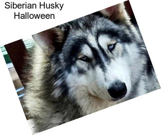 Siberian Husky Halloween