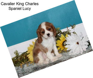 Cavalier King Charles Spaniel Lucy