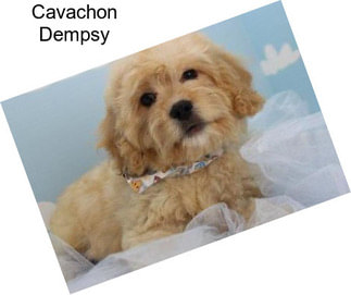 Cavachon Dempsy