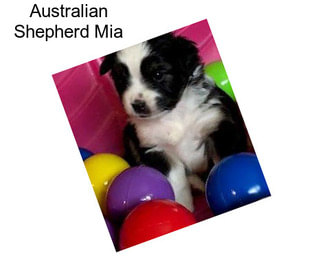 Australian Shepherd Mia