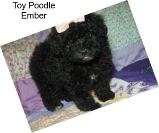 Toy Poodle Ember