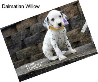 Dalmatian Willow