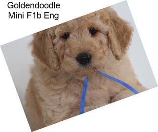 Goldendoodle Mini F1b Eng