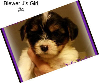 Biewer J\'s Girl #4