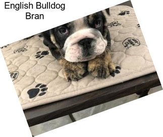English Bulldog Bran
