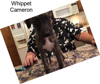 Whippet Cameron