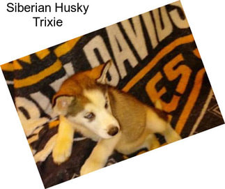 Siberian Husky Trixie