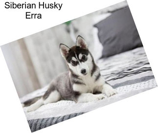 Siberian Husky Erra