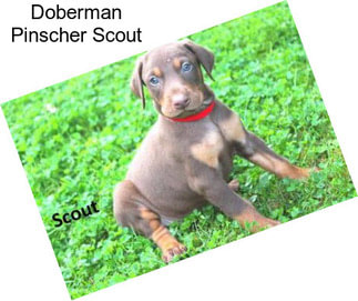 Doberman Pinscher Scout