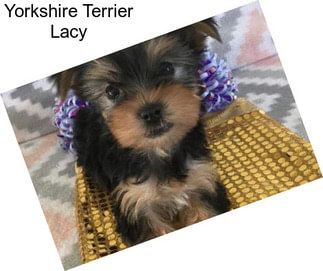 Yorkshire Terrier Lacy