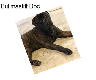 Bullmastiff Doc