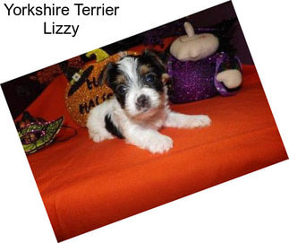 Yorkshire Terrier Lizzy