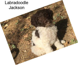 Labradoodle Jackson