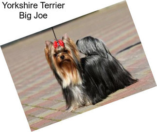 Yorkshire Terrier Big Joe