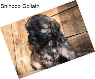 Shihpoo Goliath