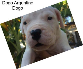 Dogo Argentino Dogo