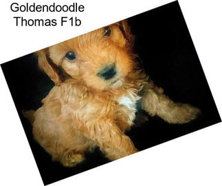 Goldendoodle Thomas F1b