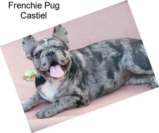 Frenchie Pug Castiel