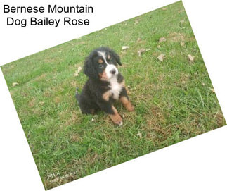 Bernese Mountain Dog Bailey Rose