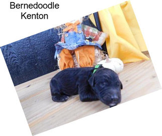 Bernedoodle Kenton