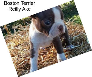 Boston Terrier Reilly Akc