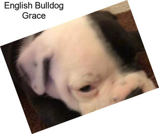 English Bulldog Grace