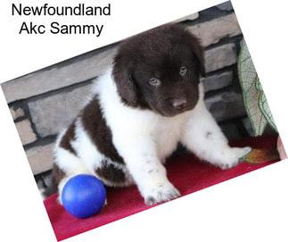 Newfoundland Akc Sammy