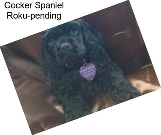 Cocker Spaniel Roku-pending