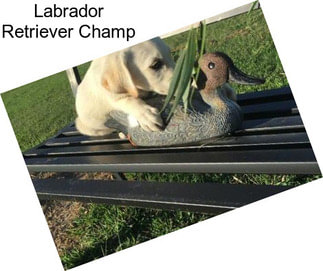 Labrador Retriever Champ