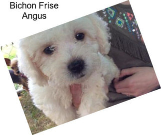 Bichon Frise Angus