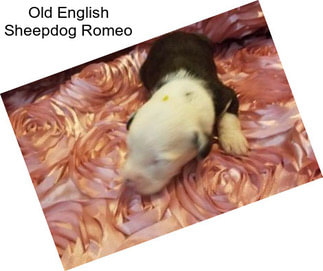 Old English Sheepdog Romeo