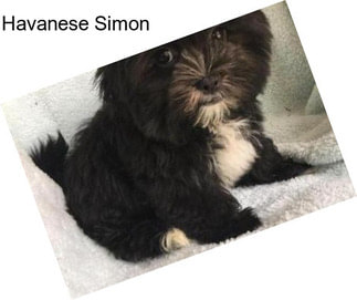 Havanese Simon