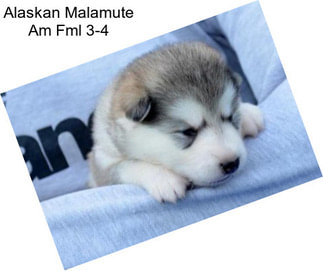 Alaskan Malamute Am Fml 3-4