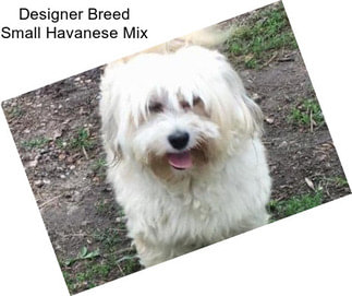 Designer Breed Small Havanese Mix