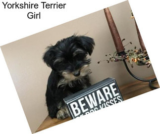 Yorkshire Terrier Girl