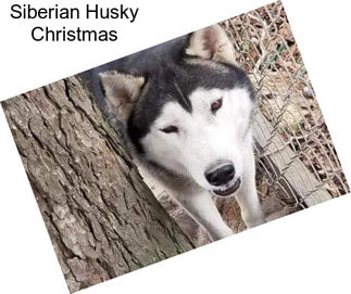 Siberian Husky Christmas
