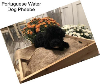 Portuguese Water Dog Pheebe