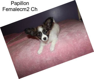 Papillon Femalecm2 Ch