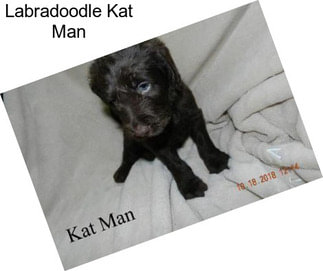 Labradoodle Kat Man