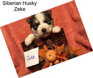Siberian Husky Zeke