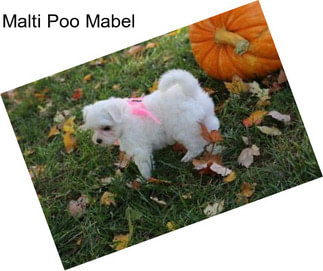 Malti Poo Mabel