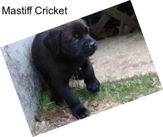 Mastiff Cricket