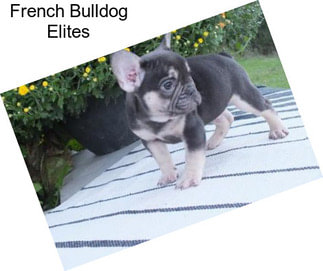 French Bulldog Elites