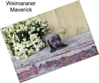 Weimaraner Maverick