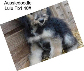 Aussiedoodle Lulu Fb1 40#