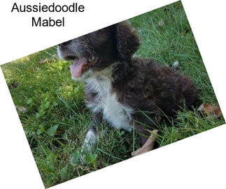 Aussiedoodle Mabel